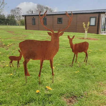Stag